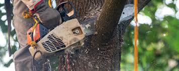 Best Lawn Renovation and Restoration  in San Augustine, TX
