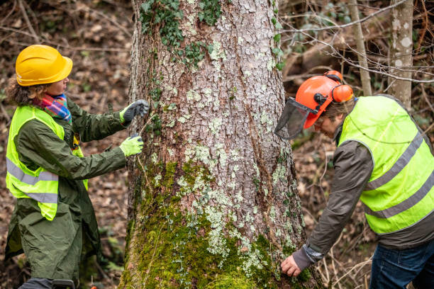 Best Arborist Consultation Services  in San Augustine, TX