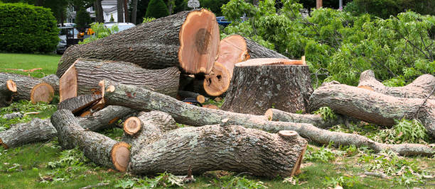 Best Tree Cabling and Bracing  in San Augustine, TX