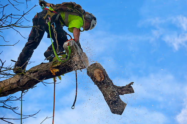 Best Firewood Processing and Delivery  in San Augustine, TX